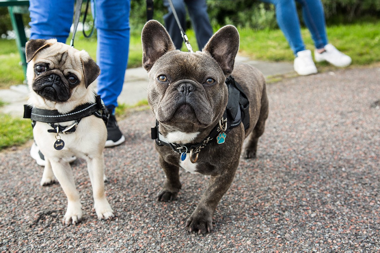 pet policy at Ashley Woods Apartments, located in the heart of Greensboro, North Carolina